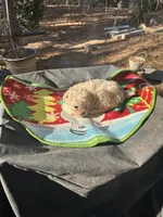 Gia’s Girl, a female Maltipoo for sale in Carlton, GA – Photo 5 of 7