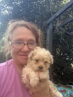 Gia’s Girl, a female Maltipoo for sale in Carlton, GA – Photo 1 of 7