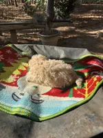 Gia’s Girl, a female Maltipoo for sale in Carlton, GA – Photo 6 of 7