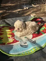 Gia’s Girl, a female Maltipoo for sale in Carlton, GA – Photo 4 of 7
