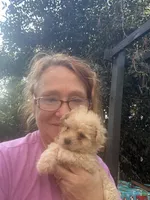 Gia’s Girl, a female Maltipoo for sale in Carlton, GA – Photo 2 of 7