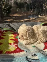 Gia’s Girl, a female Maltipoo for sale in Carlton, GA – Photo 3 of 7