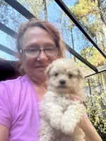 Gia’s Girl, a female Maltipoo for sale in Carlton, GA – Photo 7 of 7
