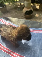 Gina’s red, a female Maltipoo for sale in Carlton, GA – 2 of 6
