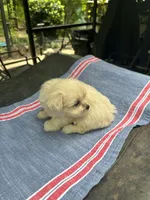 Beauty white girl, a female Maltipoo for sale in Carlton, GA – 7 of 7
