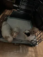 Ginny boy 2, a male Maltipoo for sale in Carlton, GA – 3 of 6