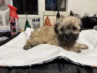 Gia’s girl Grey with black tips, a female Maltipoo for sale in Carlton, GA – 1 of 7