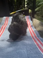 Gina’s brown/ black girl, a female Maltipoo for sale in Carlton, GA – 4 of 6