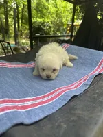 Beauty’s white boy, a male Maltipoo for sale in Carlton, GA – 2 of 6