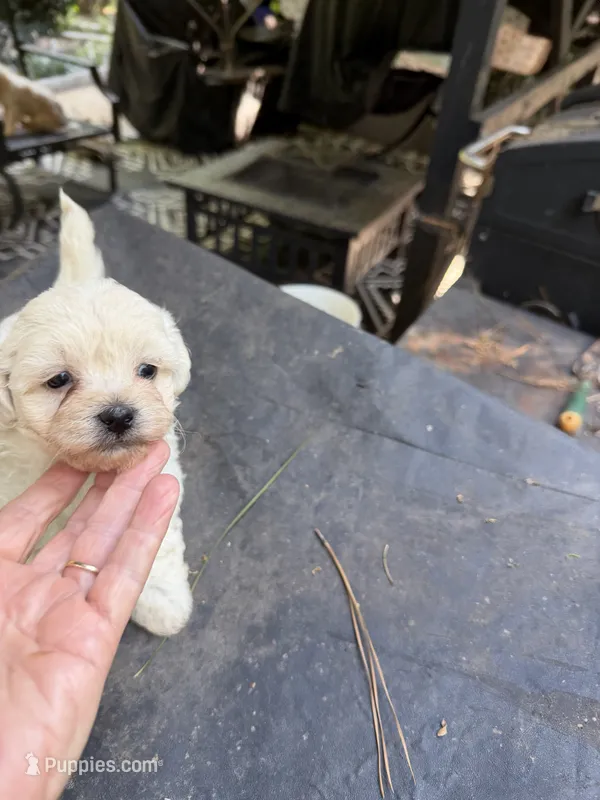 Gypsy’s white boy – Maltipoo puppy for sale in Carlton, GA
