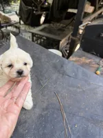 Gypsy’s white boy, a male Maltipoo for sale in Carlton, GA – 1 of 7