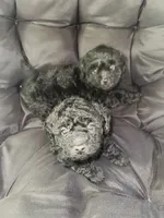Gabbys girl 2, a female Maltipoo for sale in Carlton, GA – 2 of 5
