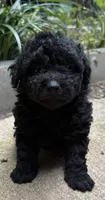 Gabbys girl 1, a female Maltipoo for sale in Carlton, GA – 6 of 6