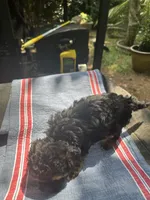 Gina’s brown/ black girl, a female Maltipoo for sale in Carlton, GA – 5 of 6