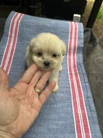 Beauty white girl, a female Maltipoo for sale in Carlton, GA – 3 of 7