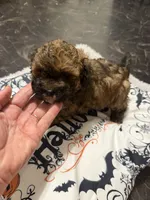 Georgia’s Boy, a male Maltipoo for sale in Carlton, GA – 2 of 6