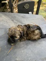 Gypsies, black and brown  boy, a male Maltipoo for sale in Carlton, GA – 7 of 8
