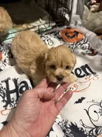 Gingers Tan Boy, a male Maltipoo for sale in Carlton, GA – 4 of 7