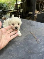 Gypsy’s white boy, a male Maltipoo for sale in Carlton, GA – 4 of 7