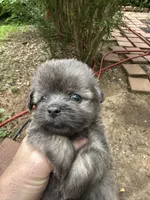 Beauty grey girl, a female Maltipoo for sale in Carlton, GA – 5 of 6
