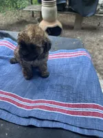 Gina’ chocolate girl, a female Maltipoo for sale in Carlton, GA – 5 of 5