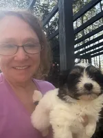 Ginny girl 4, a female Maltipoo for sale in Carlton, GA – Photo 1 of 6