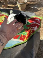 Ginny girl 4, a female Maltipoo for sale in Carlton, GA – Photo 6 of 6