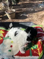 Ginny girl 4, a female Maltipoo for sale in Carlton, GA – Photo 5 of 6