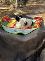 Ginny girl 4, a female Maltipoo for sale in Carlton, GA – Photo 4 of 6