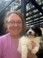 Ginny girl 4, a female Maltipoo for sale in Carlton, GA – Photo 2 of 6