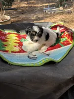 Ginny girl 4, a female Maltipoo for sale in Carlton, GA – Photo 3 of 6