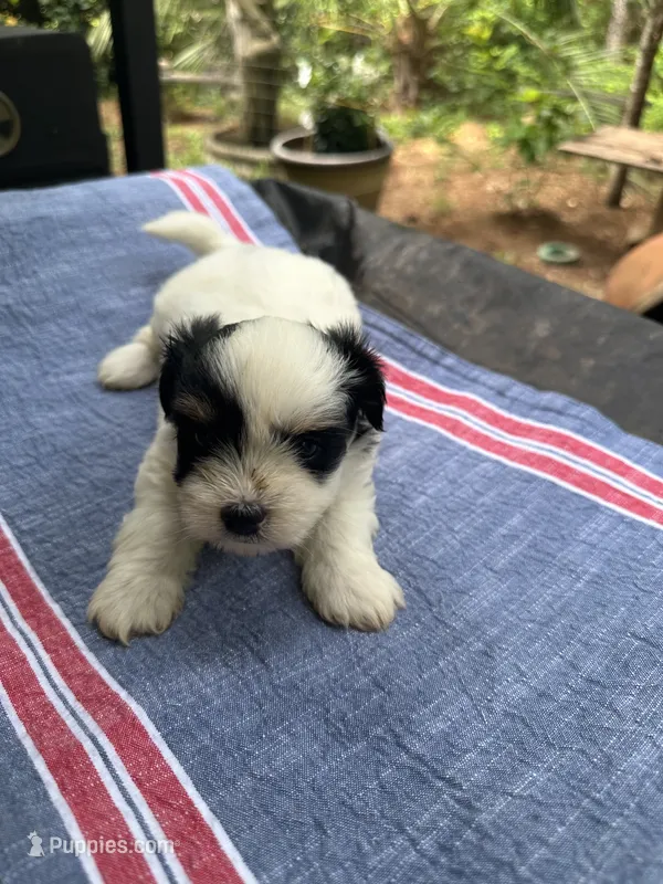 Ginny boy 2 – Maltipoo puppy for sale in Carlton, GA