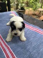 Ginny boy 2, a male Maltipoo for sale in Carlton, GA – 1 of 6