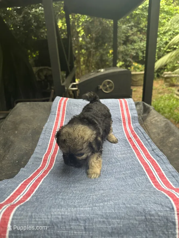 Beauty black/brown girl – Maltipoo puppy for sale in Carlton, GA