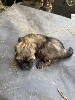 Gypsies, black and brown girl, a female Maltipoo for sale in Carlton, GA – 5 of 6