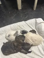 Gypsy’s white boy, a male Maltipoo for sale in Carlton, GA – 2 of 7