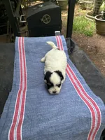 Ginny boy 2, a male Maltipoo for sale in Carlton, GA – 5 of 6