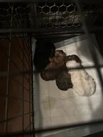 Gina’s red, a female Maltipoo for sale in Carlton, GA – 3 of 6