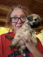 Gia’s girl Grey with black tips, a female Maltipoo for sale in Carlton, GA – 5 of 7