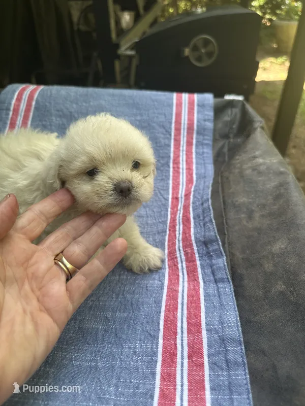 Beauty’s white boy – Maltipoo puppy for sale in Carlton, GA