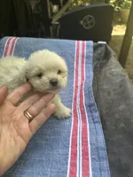 Beauty’s white boy, a male Maltipoo for sale in Carlton, GA – 1 of 6