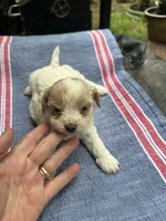 Ginny girl, a female Maltipoo for sale in Carlton, GA – 4 of 7