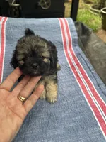 Beauty black/brown girl, a female Maltipoo for sale in Carlton, GA – 4 of 5