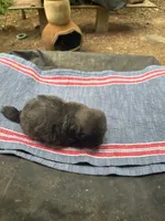 Beauty grey girl, a female Maltipoo for sale in Carlton, GA – 2 of 6