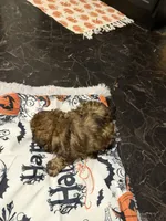 Georgia’s Boy, a male Maltipoo for sale in Carlton, GA – 5 of 6