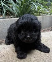 Gabbys girl 2, a female Maltipoo for sale in Carlton, GA – 4 of 5