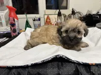 Gia’s girl Grey with black tips, a female Maltipoo for sale in Carlton, GA – 4 of 7