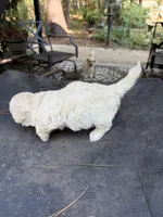 Gypsy’s white boy, a male Maltipoo for sale in Carlton, GA – 7 of 7
