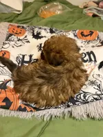 Gia’ Brown/Black Boy, a male Maltipoo for sale in Carlton, GA – 2 of 7
