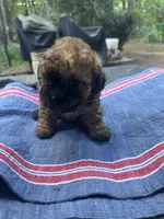 Gina’ chocolate girl, a female Maltipoo for sale in Carlton, GA – 3 of 5